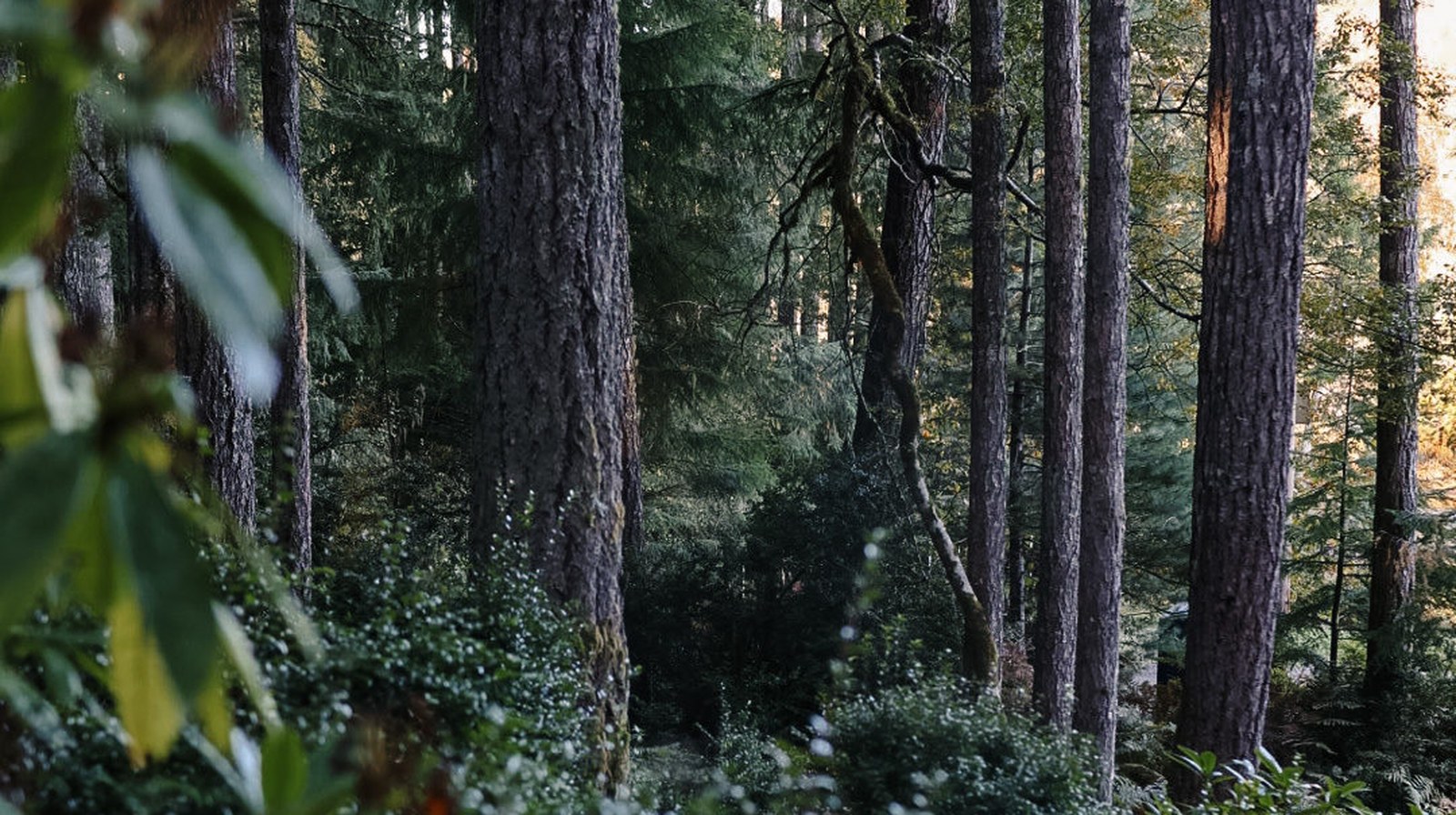 Old-growth forest trail near Brinnon, Washington on the Olympic Peninsula