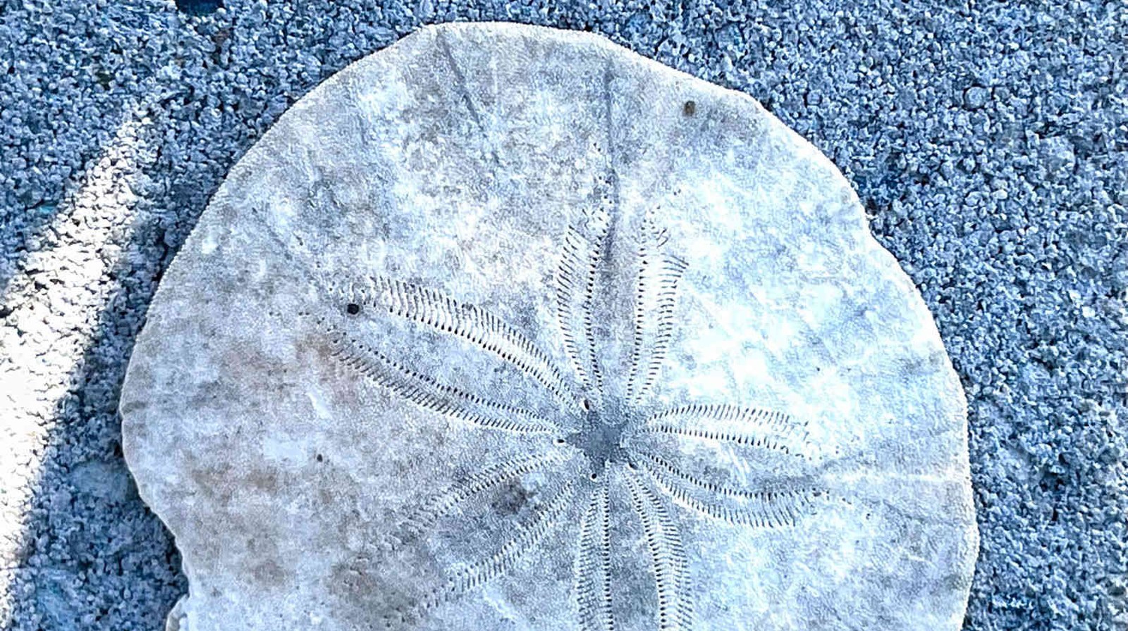 Sand dollar found on the tideflats of Hood Canal near Belfair, Washington